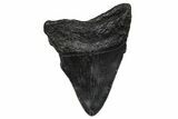 Serrated, Fossil Megalodon Tooth - South Carolina #374802-1